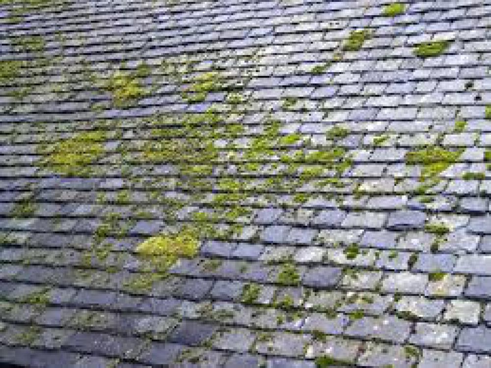 Nettoyage démoussage de toiture 21 - JK Rénovation